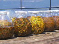 Aroma Gesichtsbehandlung „Tausendschön“