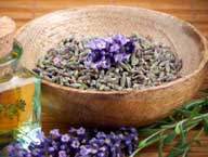 Lavendel